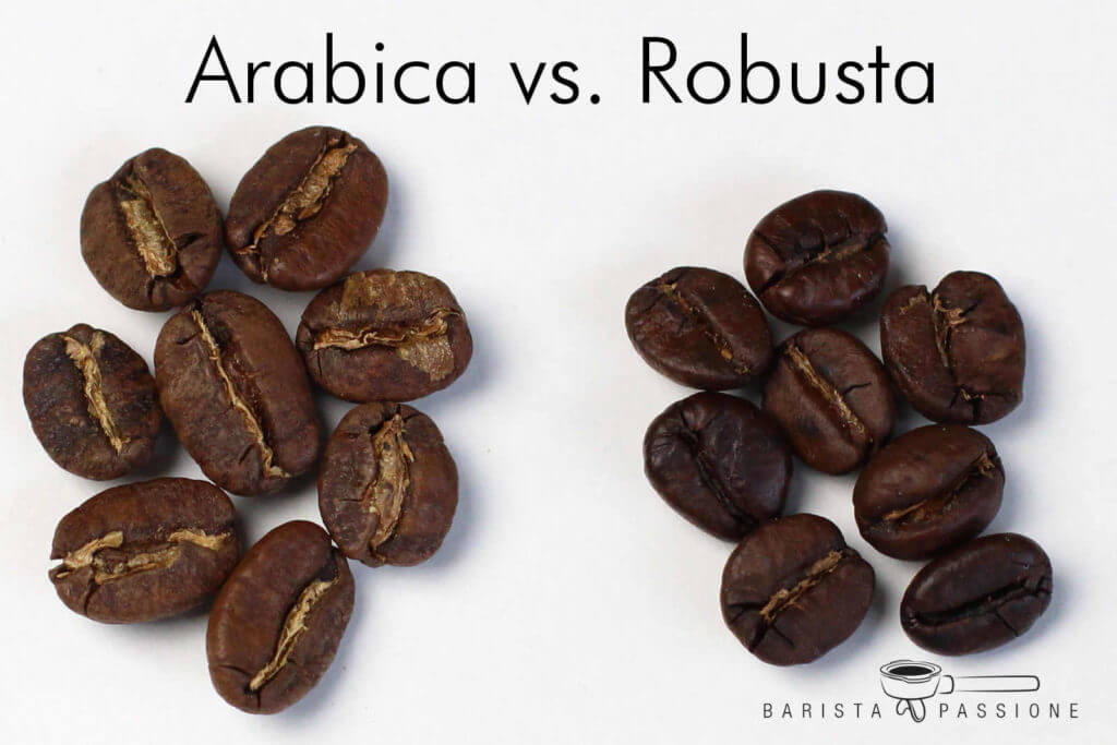 arabica-vs-robusta